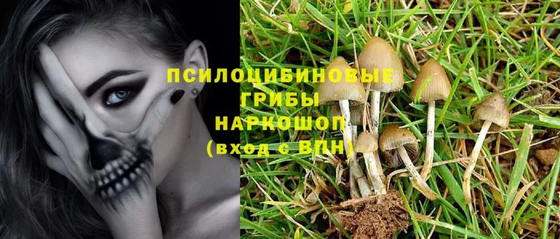 цена   Ялуторовск  Галлюциногенные грибы MAGIC MUSHROOMS 